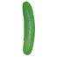 Огурец - Cucumber - [Фото 4]
